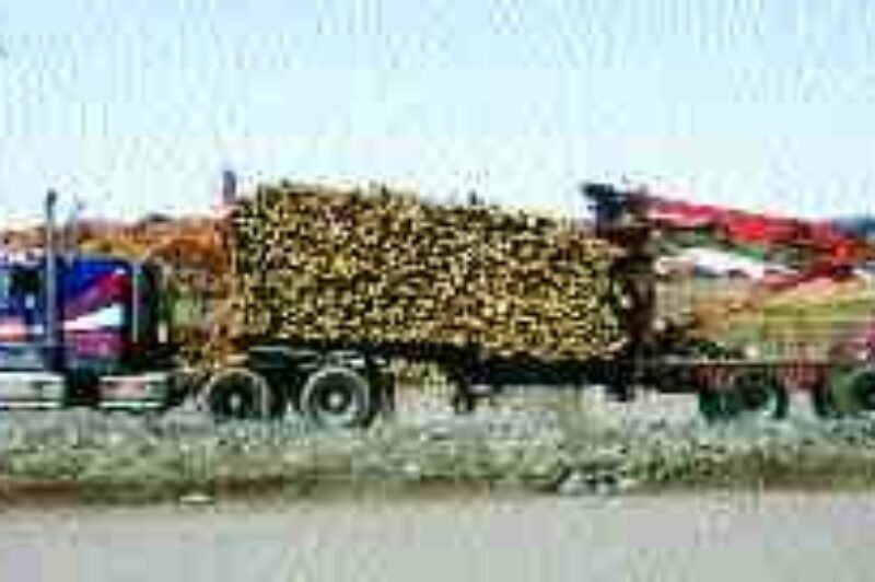 ROUGH AND READY: Slowing down log trucks might prolong equipment life.