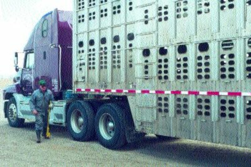 VITAL ROLE: Livestock haulers will be instrumental in containing the disease, should an outbreak occur.