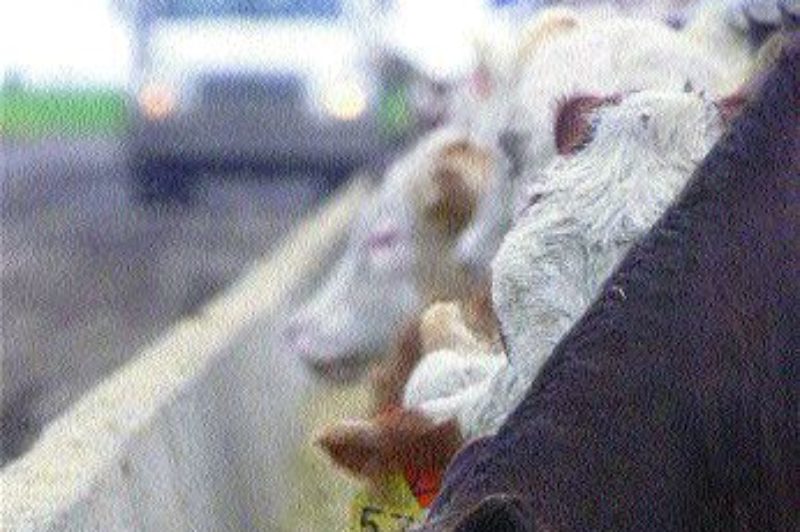 COW CRAZE: Farmers aren't the only victims.Photo by CP