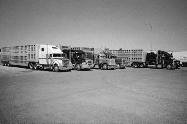 PARKED: Cattleliners have been parked in truck stop parking lots for weeks on end.Photo by James Menzies