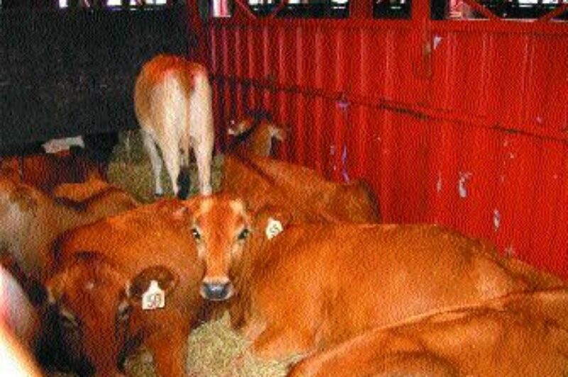 FLOATING CATTLE HOTEL: The cattle are comfortable in the Cowtainers.