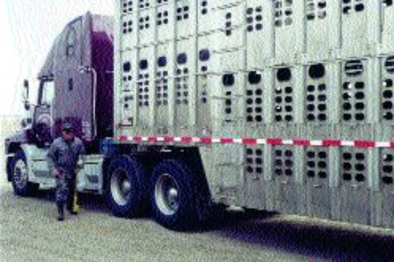 STILL HURTING: Western Canadian cattle haulers continue to struggle as 2005 rolls around.