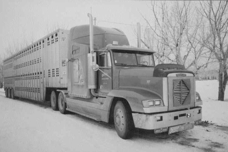 SAVING GRACE: Grace Cattle Carriers has survived thanks to its strong relationship with a local packing plant.Photo by James Menzies
