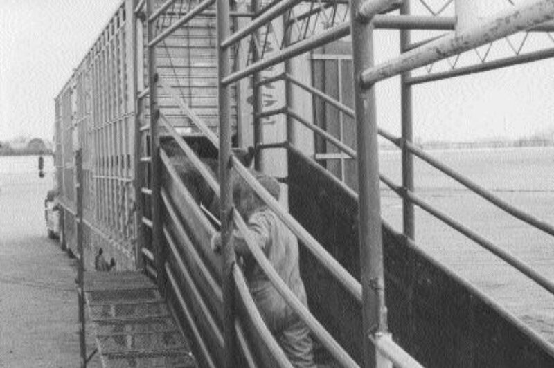 GOOD NEWS: It was touch and go for a while, but the U.S. has re-affirmed its intent to re-open the border to young Canadian cattle on March 7. The ban against meat from older cattle and live cattle older than 30 months of age will remain in place for now. Photo by James Menzies