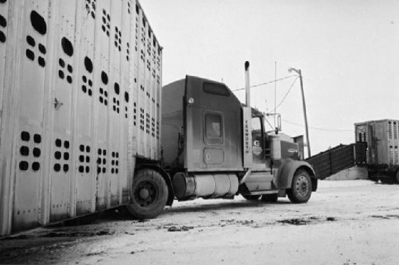 BACK TO WORK: Cross-border cattle haulers began shipping cattle back into the U.S. July 18. As of press time about 25,000 cattle had been shipped south. The CFIA reported no major problems had occurred.