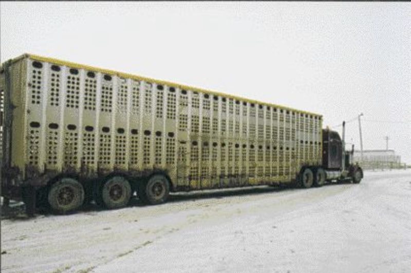 NO PANIC: The Canadian Food Inspection Agency says the latest discoveries of mad cow in Canada are proof the screening process is working.