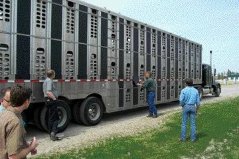 ON THE SAME PAGE: Canadian livestock haulers are coordinating their training efforts to ensure drivers are properly trained.Photo by Steven Macleod