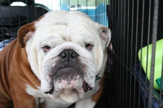 Hank touched many with his personality and good looks, his owners say.