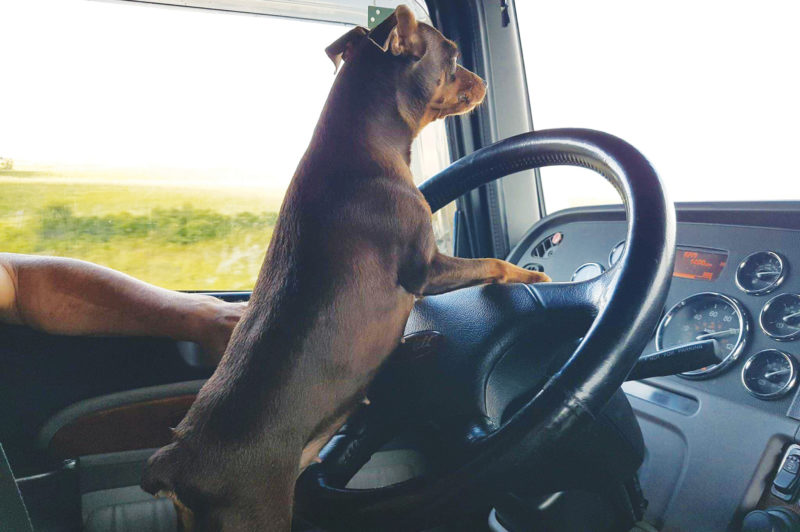 Paws it forward article image