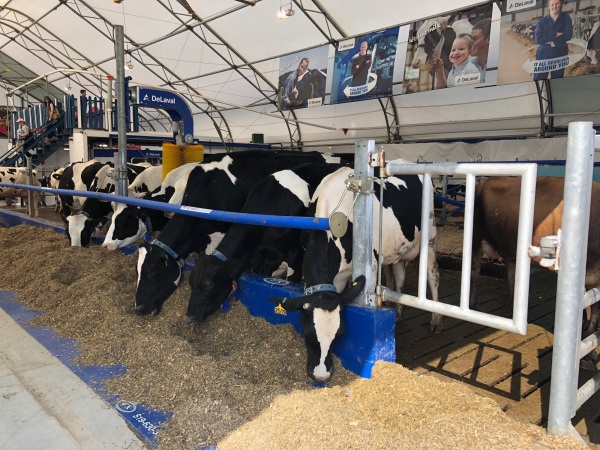 file1 alternate text for this image