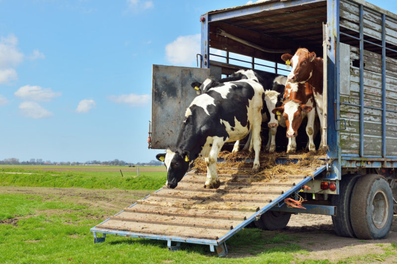 Livestock Transport Regulation