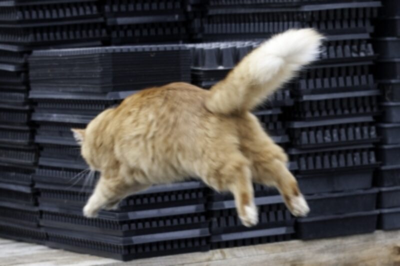 Trucker's cat clings to undercarriage for 650km journey article image