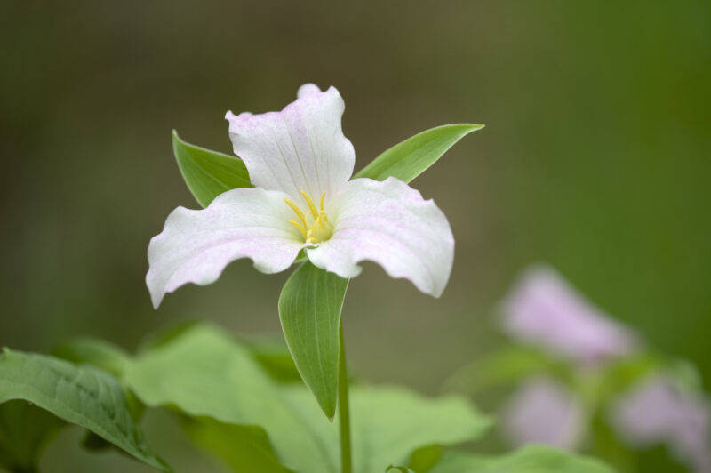 Ontario government symbol