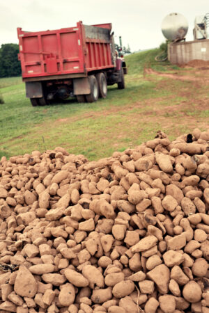 potato shipments
