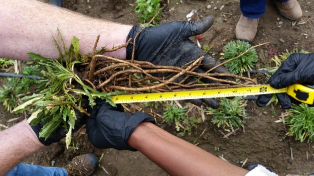 dandelions for tires