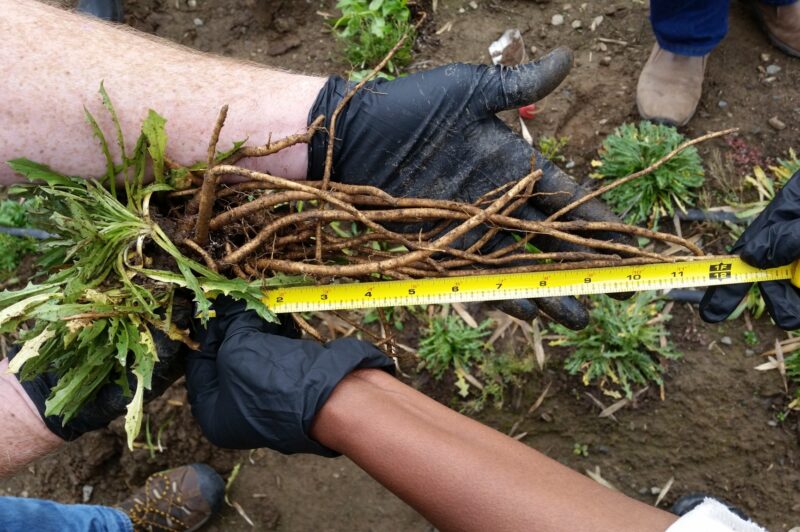 dandelions for tires