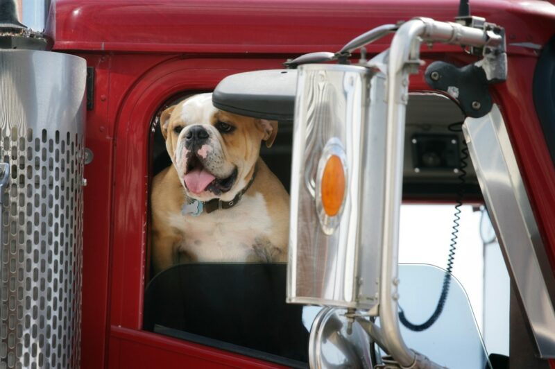 Picture of dog in a truck