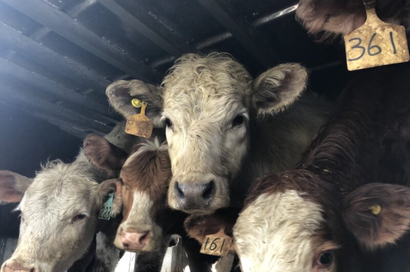 Cattle in a trailer