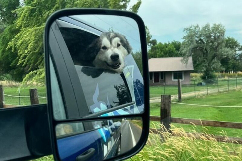 Dog reflected in a truck mirror