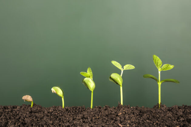 bussiness growth:new life growing before blackboard alternate text for this image