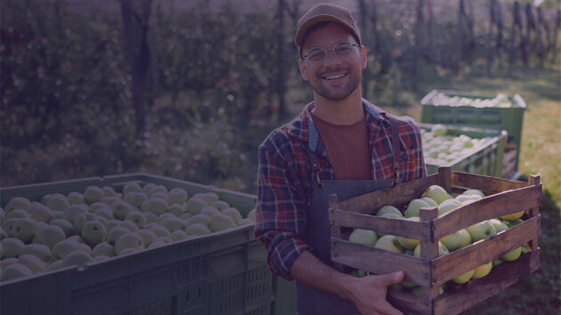 A man carrying a case of apples.