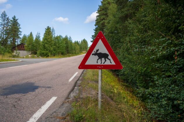 moose warning istock alternate text for this image