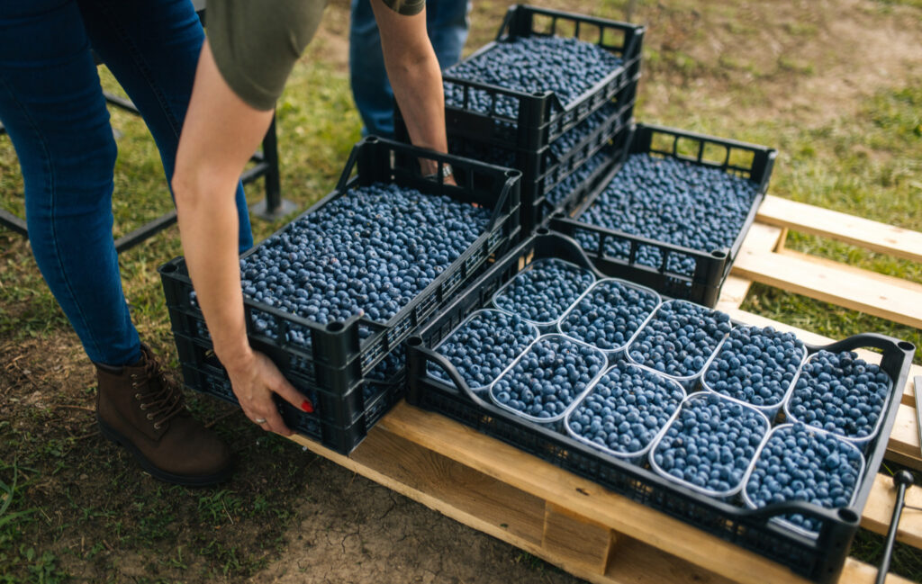 Blueberries in crates