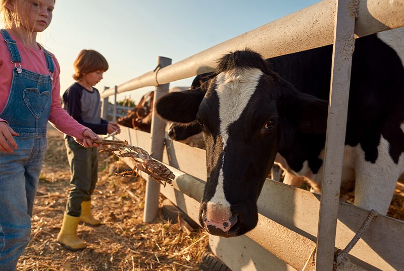 Kids feeding the cows