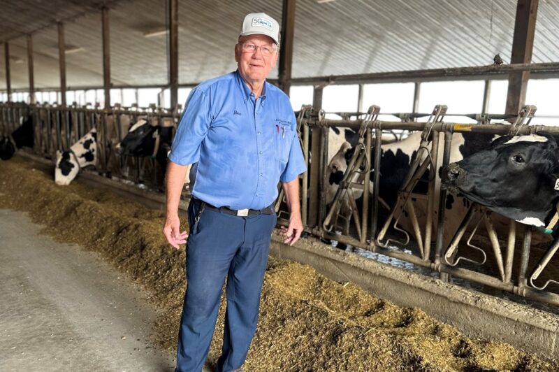 Driver in a dairy farm with cows