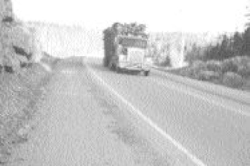 CAUTION: Moose and transport trucks don't mix well, as this unlucky one recently found out.