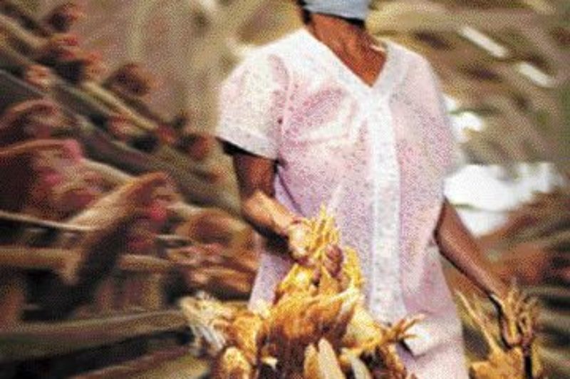 DON'T PANIC: For now, contact with infected birds is still required for humans to contract avian flu. It's still in an 