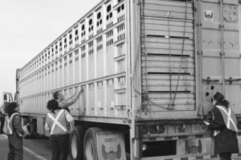 EVERYTHING ALRIGHT IN THERE?: CFIA inspectors join truck enforcement officers at roadside to ensure livestock is being properly transported.
