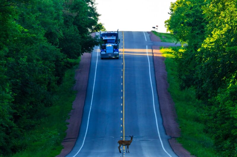 Deer