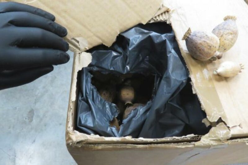 Opium poppy - CBSA