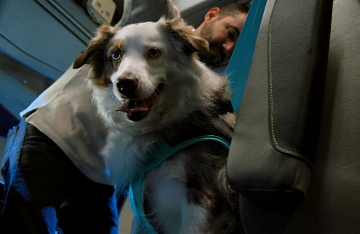 A dog in a harness riding in new Volvo VNL