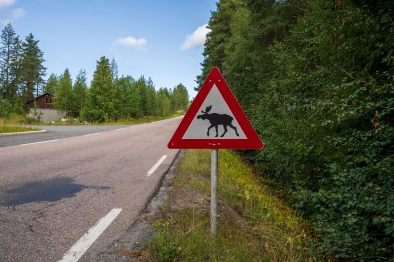 Wildlife collisions surge in spring, pose ongoing risk on key Canadian freight corridors article image