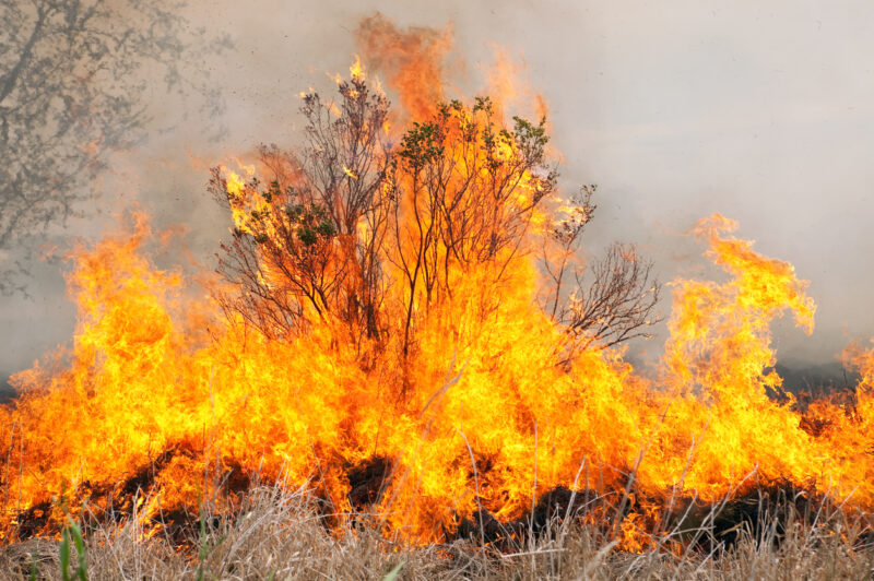 wildfire